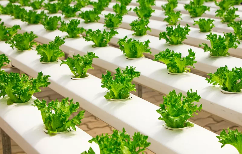 Agriculture
